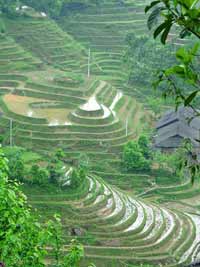 Chinese rice terraces